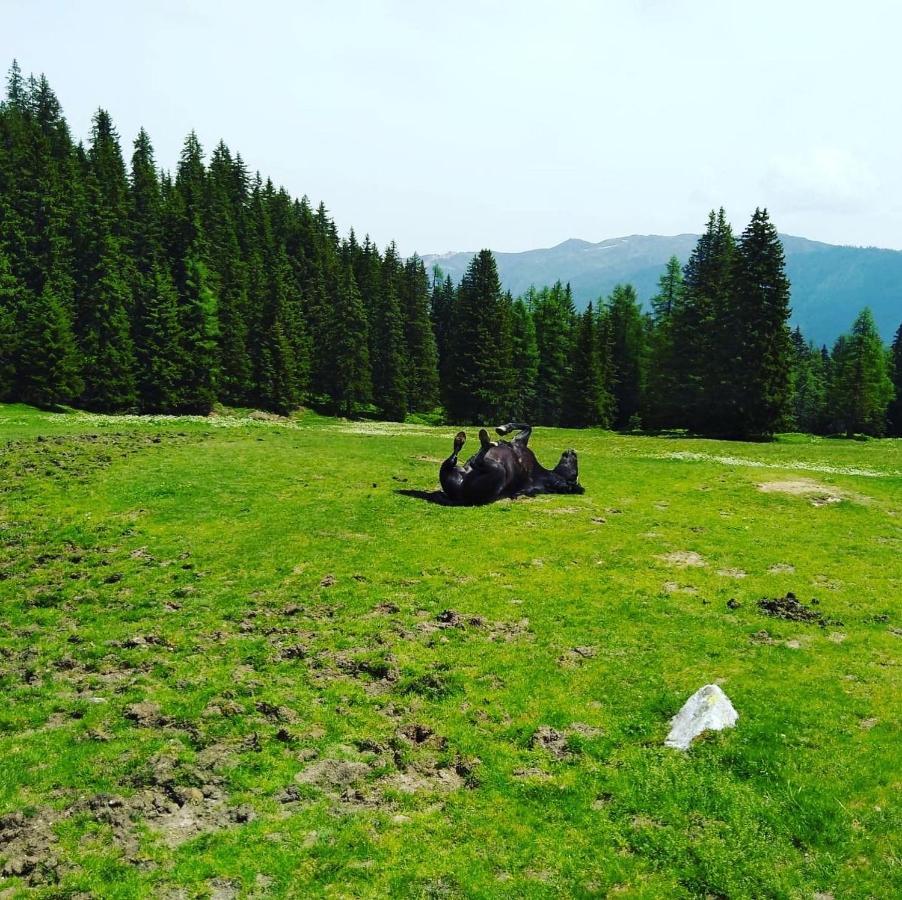 شقة Lindbichlhof Urlaub Am Bio Bauernhof سانكت يوهان ايم بونغ المظهر الخارجي الصورة