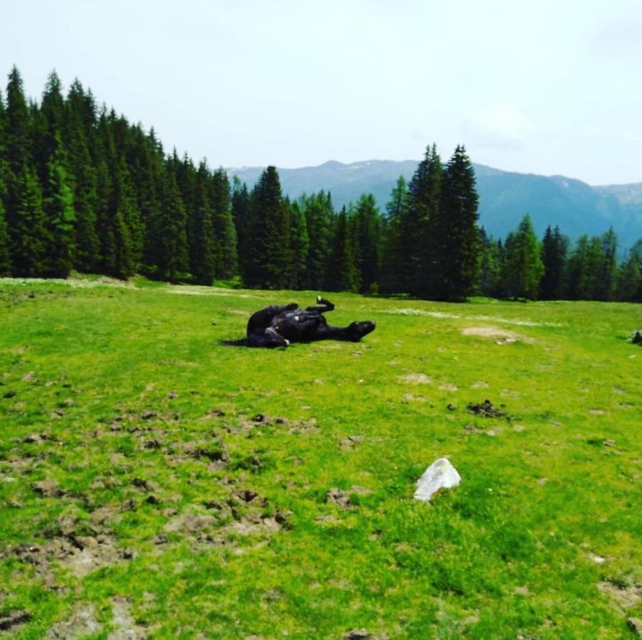 شقة Lindbichlhof Urlaub Am Bio Bauernhof سانكت يوهان ايم بونغ المظهر الخارجي الصورة
